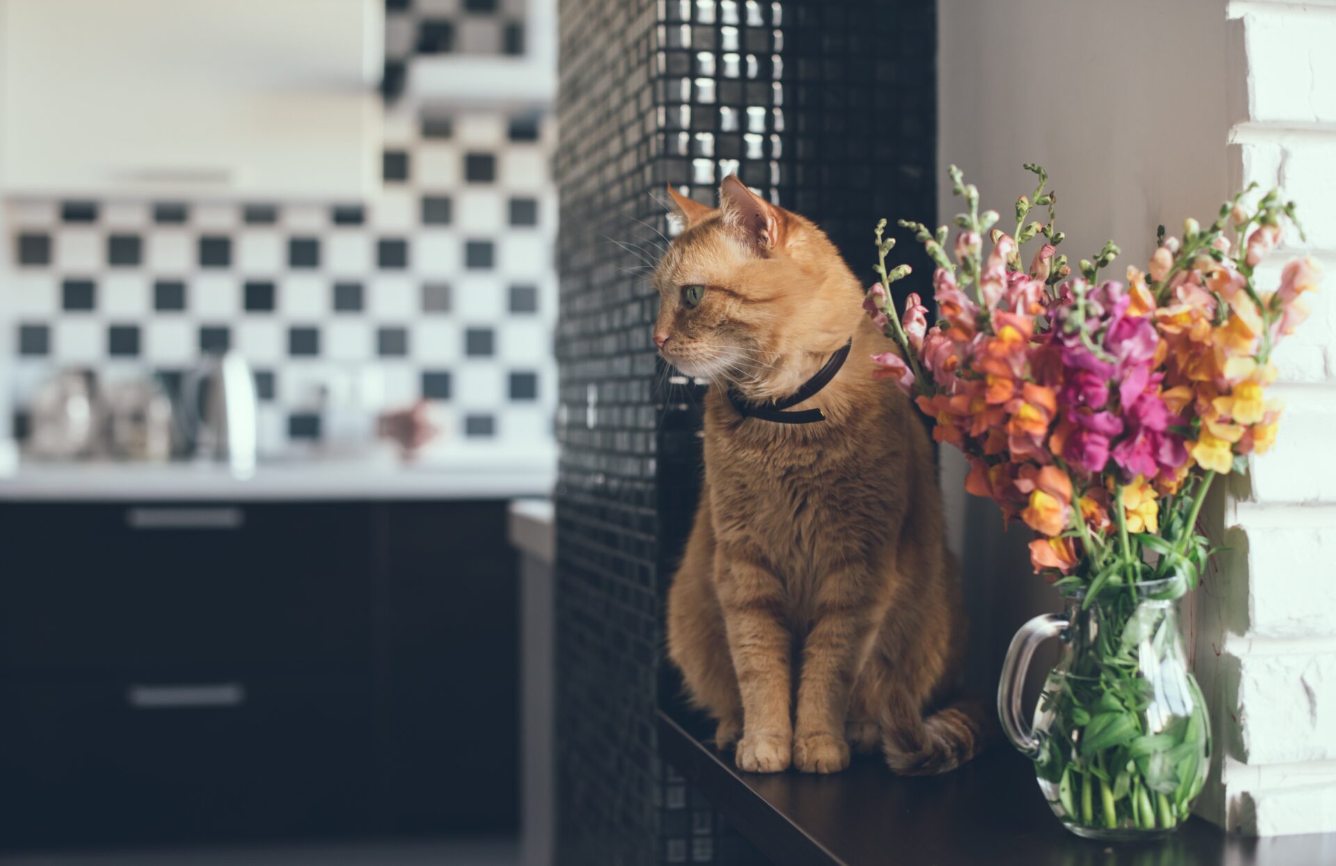 6 TIPS FOR SELLING YOUR HOME WITH PETS 