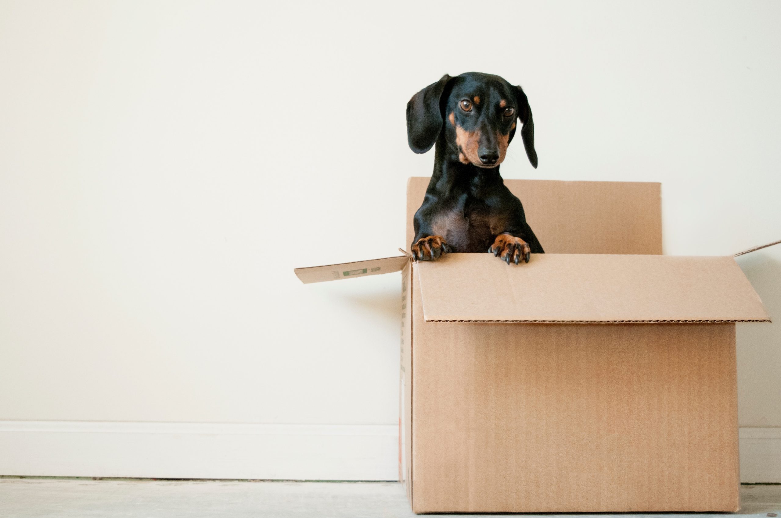 A dachshund comfortably nestled in a cardboard box, representing a pet's role in a smooth house move in Leamington Spa.